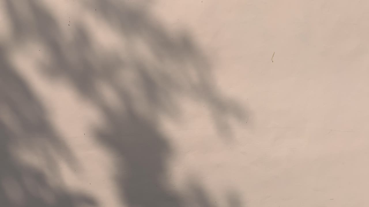 Abstract shadows of leaves and branches dance across a light-colored wall