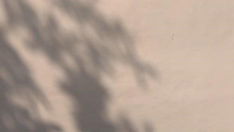 abstract shadows of leaves and branches dance across a light-colored wall