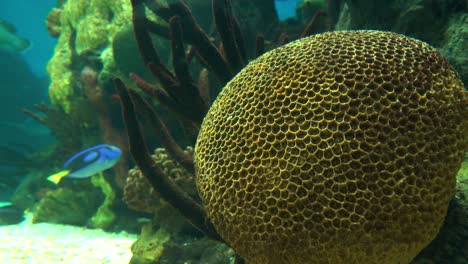hermosos peces de arrecife de colores bajo el agua