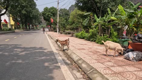 goat crossing road among cyclists and pedestrians