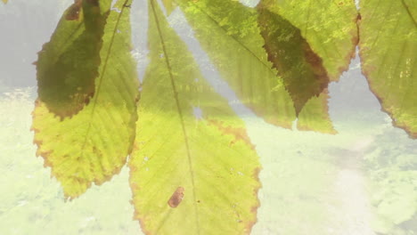 sunlight filtering through leaves, creating vibrant animation of natural patterns