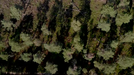 aerial top down view of a thin forest with the trees seen from above throwing long shadows transitioning into a field of dry moorland vegetation at sunset