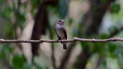 the asian brown flycatcher is a small passerine bird breeding in japan, himalayas, and siberia