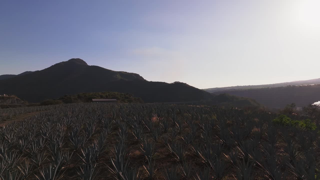 vuelo sobre campo de agave para la producción de tequila en jalisco, méxico - disparo de drones