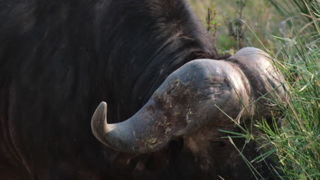 primer plano de búfalos africanos comiendo hierba en el campo en áfrica