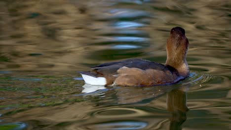 close up of female rosy-billed pochard duck swimming in pond and lighting by sunlight of reflection