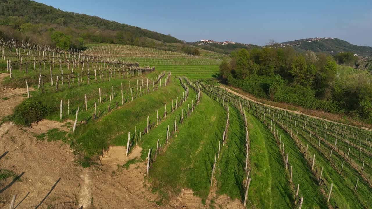 Ripresa con drone a bassa quota sopra vigneti e pascoli verdi nella Valle del Vipava di giorno a Vipava, Carniola Interna, Slovenia.