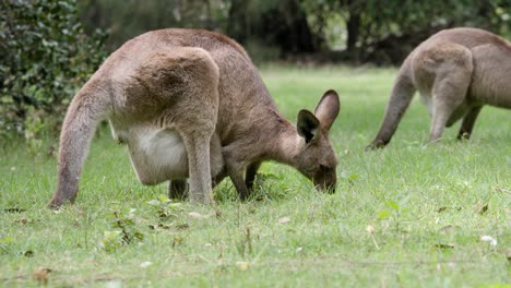 Paseo-Turístico-Pasando-Por-Una-Madre-Y-Un-Canguro-Joey-Alimentándose-En-Un-Campo-De-Hierba