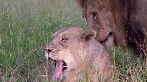 lioness being groomed by her pride male in the wilderness of the kruger