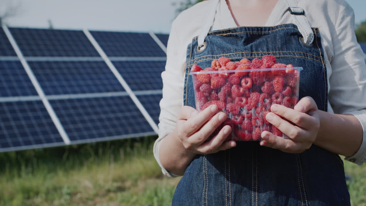 A farmer holds a freshly picked raspberry, stands in front of the panels of a home solar power plant. Ecology and organic products concept