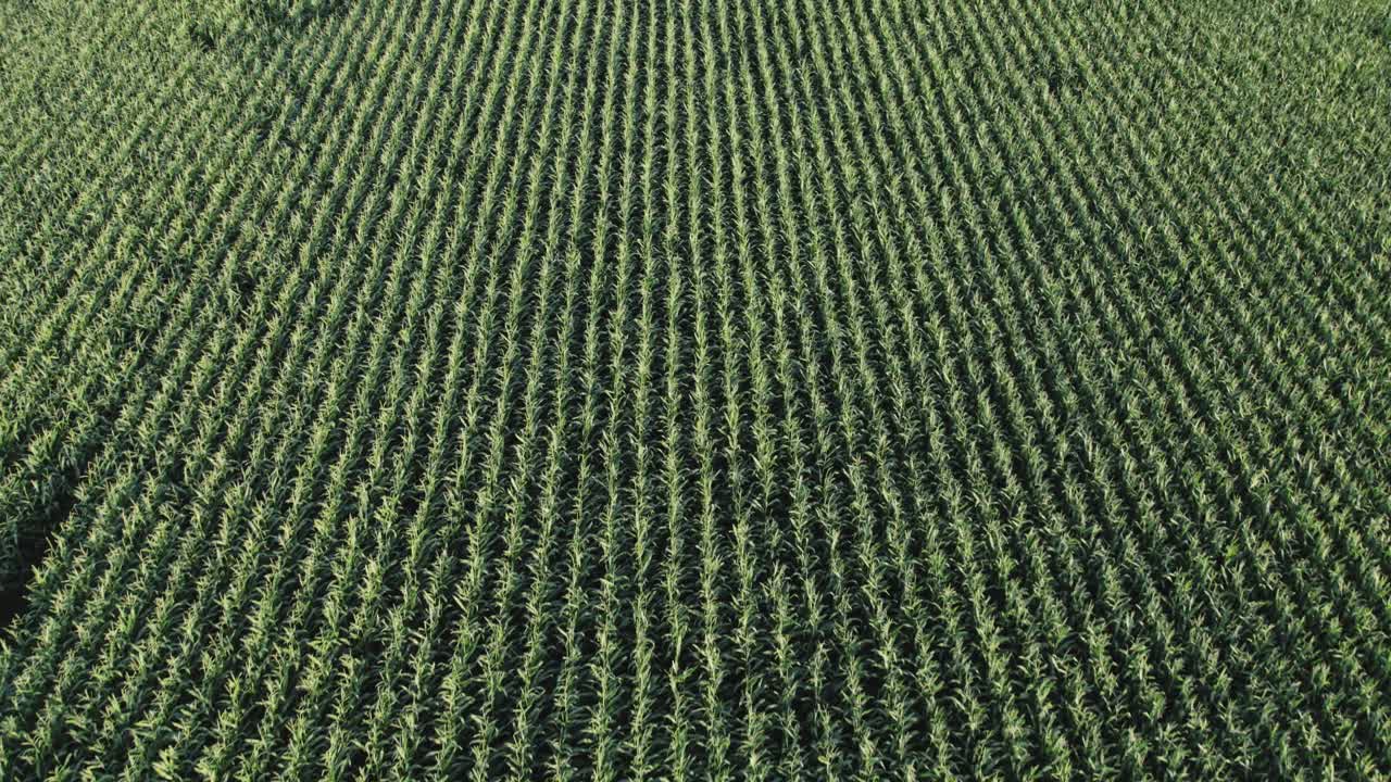 View filled with lines of maize stalks, aerial flyover