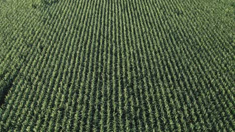 view filled with lines of maize stalks, aerial flyover