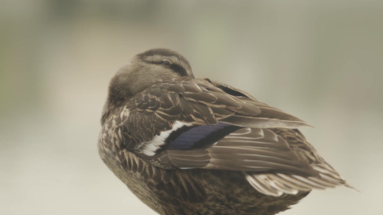 Female Mallard duck staying alert as it closes its eyes