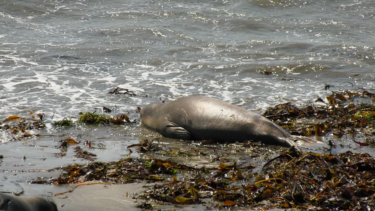león marino yace en el suelo en la playa