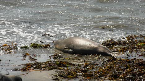 sea-lion-lays-on-ground-on-beach