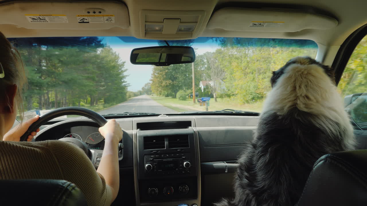 한 여성이 근처에 앉아 있는 사랑하는 개와 함께 자동차로 여행합니다