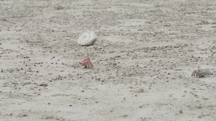 Crabs Walking And Looking For Food In Olon Beach In Ecuador