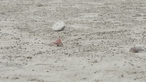 cangrejos caminando y buscando comida en la playa de olon en ecuador