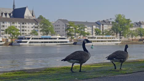 unter dem schatten von stadtgebäuden wandern gänse am flussufer