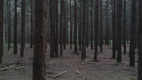 pista de muñecas a través de grandes árboles muertos en el bosque