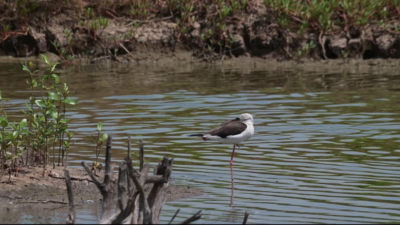 de pie en una pierna durmiendo metiendo su cabeza en su ala durante un día caluroso en una tierra pantanosa, himantopus himantopis de alas negras, tailandia