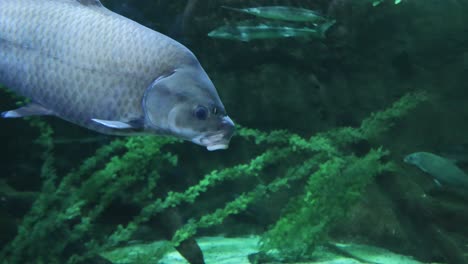 Peces-Dentro-De-Un-Tanque-De-Agua-Moa-Vida-Marina-Acuario