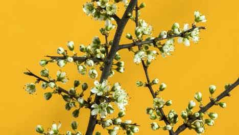 flores que se abren en el lapso de tiempo o en ellapso de tiempo en un fondo naranja en resolución de 4 k