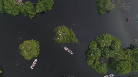 Toma-Cenital-Aérea-De-Pangas-Con-Turistas-Observando-Una-Colonia-De-Aves-En-El-Manglar-La-Ventanilla,-Oaxaca