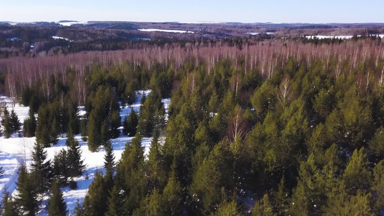 겨울 숲의 공중 사진