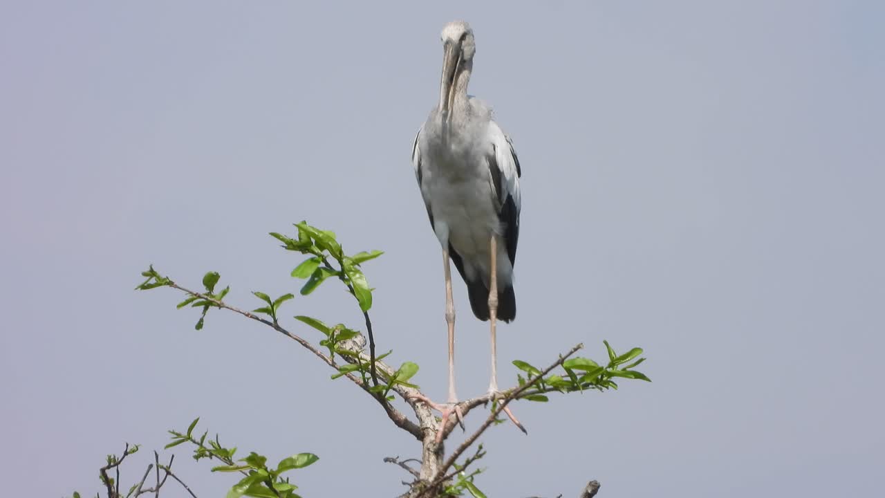 cigüeña en el árbol del área del estanque esperando orar.