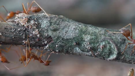 macro tracking shot of a colony of large red weaver ants exploring the undergrowth