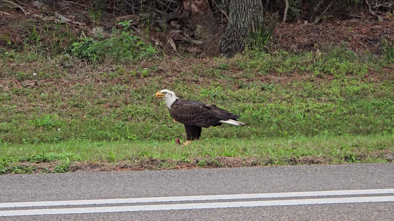 A bald eagle feeds on fresh prey just off a rural road, surrounded by grass and woodland, emphasizing the intersection of wildlife and human infrastructure.
