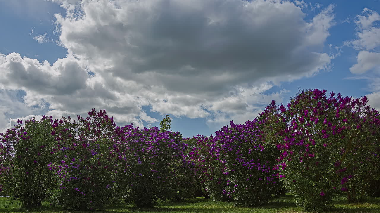 impresionante lapso de tiempo de nubes que se mueven rápidamente y flores rosas vibrantes contra un fondo de cielo azul