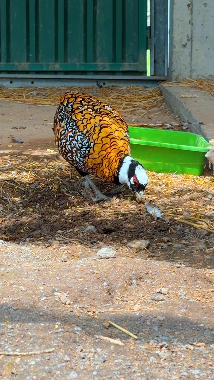 Een fazant foerageert op de grond bij een voederbak. Kleurrijke jachtvogel pikt in de aarde met oranje en zwarte veren naast een groene plastic container.