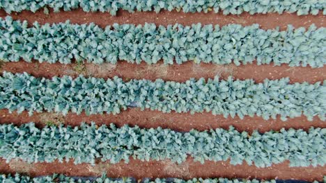 Rising-aerial-to-reveal-long-rows-of-healthy-organic-broccoli-and-cauliflower-growing-in-Amish-garden,-rich-dark-soil