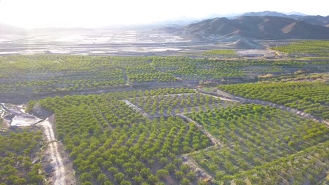 Flying-above-the-farms-in-the-spring