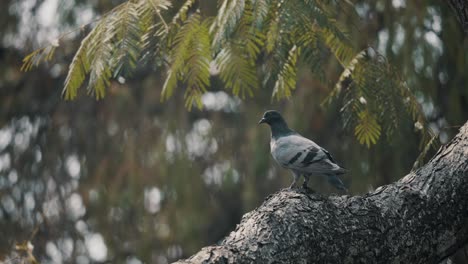 Taube-Auf-Einem-Baum-Hocken-Und-Dann-Vor-Bokeh-Hintergrund-Wegfliegen