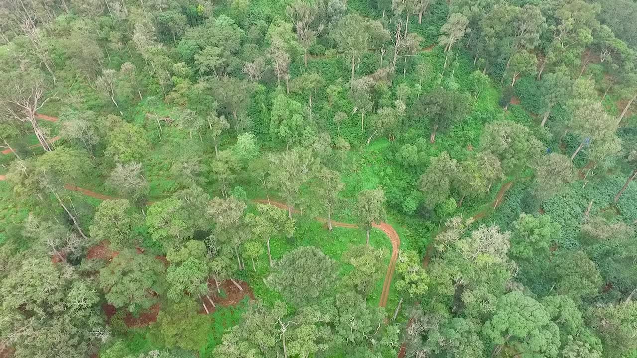 vista aérea del cultivo del cardamomo, el bosque tropical asiático, los árboles, el cultivo, la india, las tierras de cultivo