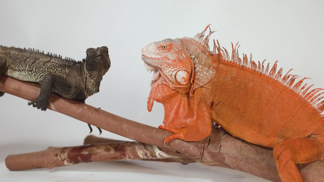 Ein roter Leguan und ein brauner Leguan sitzen auf einem Ast vor einem weißen Hintergrund