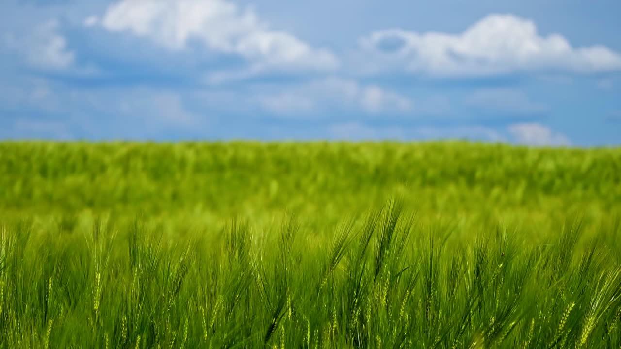 Green agricultural field. Barley green field. Blue sky above. Video panorama on sunny green crop.