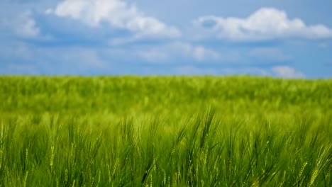 green agricultural field. barley green field. blue sky above. video panorama on sunny green crop.