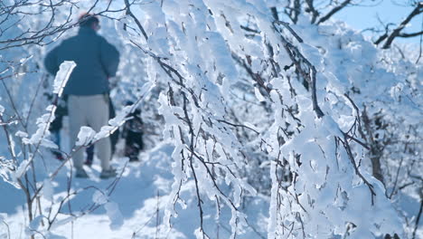 close-up of hanging tree branch covered with frozen snow at balwangsan mountain top, blurred people walk at monapark winter wonderland in gangwon-do, south korea - slow motion