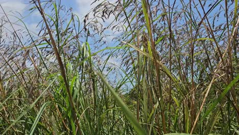 Beautiful-spring-tall-grass-swaying-by-blowing-wind-outdoors