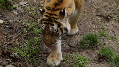 Zeitlupengang-Auf-Tigerjagd