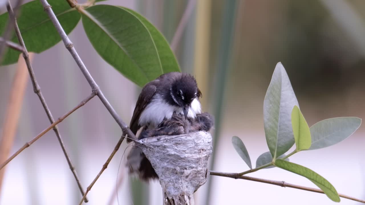 말레이시아 pied fantail 및 nestling in the nest - 가까이