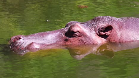 hippopotamus leisurely swims in green water