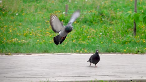 two pigeons on a city street