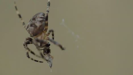 Araña-Colgando-De-Su-Telaraña