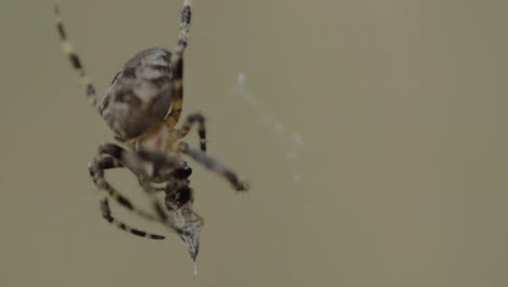 araña colgando de su telaraña