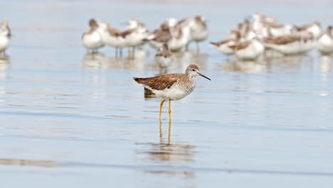 Kleiner-Yellowlegs-Und-Wilsons-Phalaropes-Im-Ansenuza-Nationalpark,-Argentinien